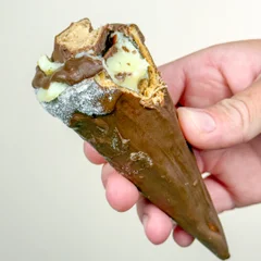 Cone kinder