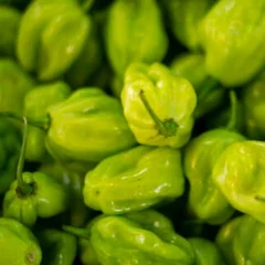 Pimenta de cheiro (100 gr)