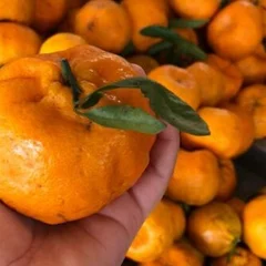 Mexerica Ponkan (1unid)
