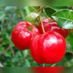 Suco de acerola