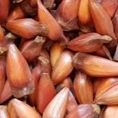 Pinhão