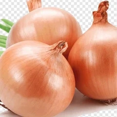 Cebola