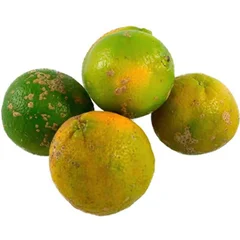 Limão Cravo (100g)